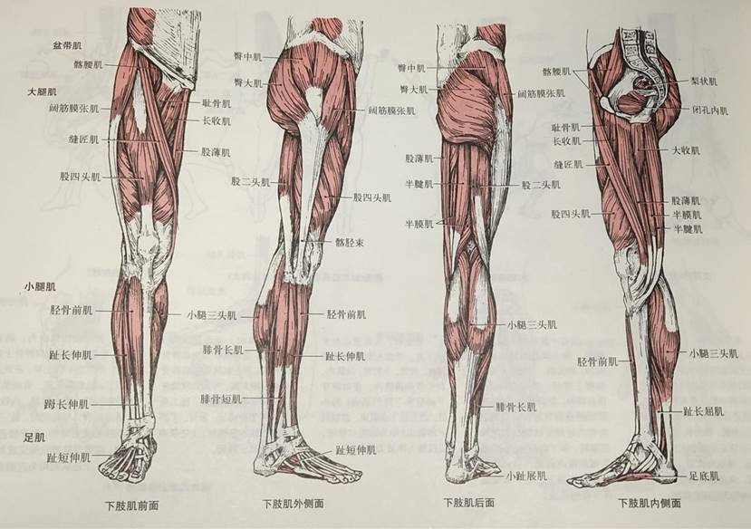 下肢肌肉2