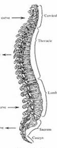 Views of the Spine